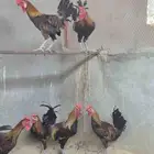 ديك عربي فرري وشووكي ترررثة انتاج دم صافي