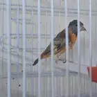 جوز سسكن احمر طفره