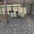 خرفان نعيمي فل الفل البيع تفريد