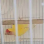 ذكر روز