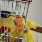 بيع أنثى روز جاهزة وبياضه