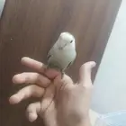 حد البيع 190ريال و الي صامل مانقصر معه
