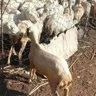 رخل للبيع على السوم