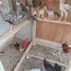 دجاج بلدي المظيلف