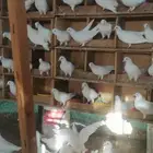 حمام فرنسي ابيض