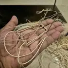 شبك لطرح الصقور