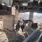 دجاج شامي منتج طقم واحد للبيع