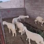 سته خرفان حري