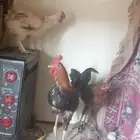 دجاج بياض نظيف وكويس اصمل يجي