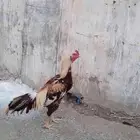 ديك ميوالي على سندي