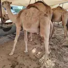 اذا تدور القعدان الصومالي التربيةالنظيفة والحلال اللي يجمل