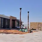 نخل واشنطني زينه أمريكي