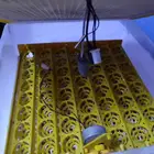 فقاسه 56 بيضه