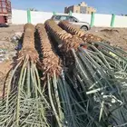 نخل من 4مترلا_5متر للبيع