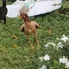 ارض لكم دجاج باكستاني