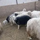 غنم نجد عيسيات بريده