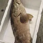 حبه هامور صيد الان