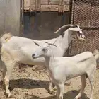 غنم بيشيات مقاني