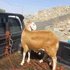 عرض مع الطبخ سواكن 1330 مطعم الدرع الجنوبي