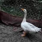 بط حساوي