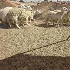 غنم حريات رخال