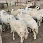 غنم حريات 107تحتها22