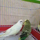 للبيع طيور