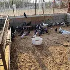 حمام للبيع العدد 48 حبه