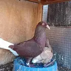 زوج حردون معاه فرخين