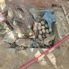 (5) بط اناثي و (1) ببش ذكر