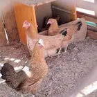 دجاج تركي