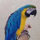 ببغاء مكاو بلو اند قولد أليف جدا ومتكلم ورقيصص.