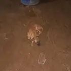 سلوقي انقليزي