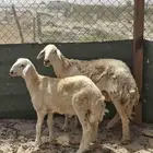 السلام عليكم ورحمة الله وبركاته