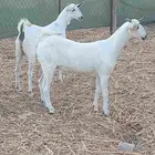جفار ييشيات منوة القناي