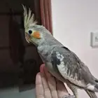 كروان ذكر اليف