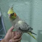 كروان اليف