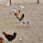 ديوك للبيع جدة فيومي احجام وصحة طيبة