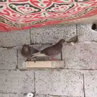 حمام صنعاني