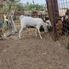 تيس بيشي فحل مشروط وحار