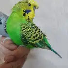 جوز باجي