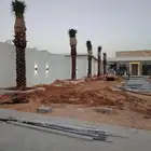 توريد وغرس النخل العربي ولوشنطني الأمريكي الزينه