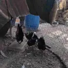 دجاج كوبرا