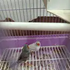 جوز زيبرا للبيع