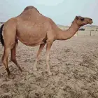 ابل مداني مقربات