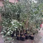 شجرة الخبيز الساحالي ارتفاع 2 متر وفوق