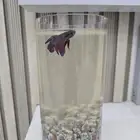 سمكه صغيره جميله للبيع