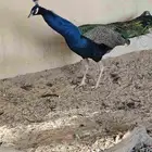 للبيع جوز طاووس هندي ازرق منتج