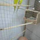 زوج من الببغاوات الأسترالية جاهز للتزاوج