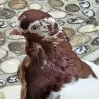 زوج حمام مفتل منتج